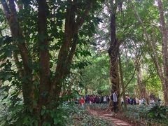 -中国科学院西双版纳热带植物园