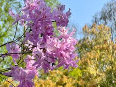 -上海滨江森林公园