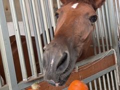 -北京群众马术培训基地
