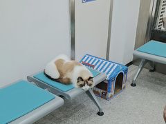 -四月宠物医院·猫专科·心脏专科·内科(转塘店)