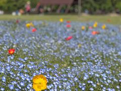-上海滨江森林公园