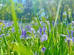 -长白岛森林公园