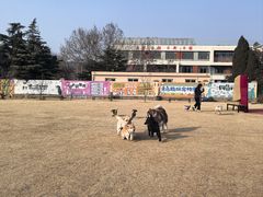 -趣玩宠物乐园寄养训犬训狗游泳池