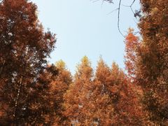 -桤木河湿地公园