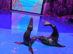 -芜湖新华联大白鲸海洋公园
