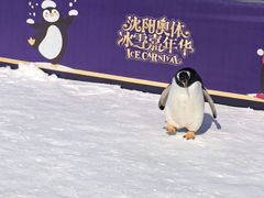 -沈阳奥体冰雪嘉年华