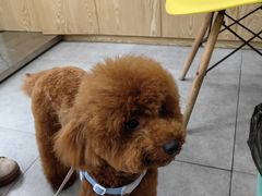 -帕帕拉兹宠物(亚洲旗舰店)