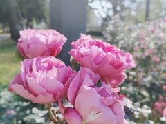 -香蜜公园