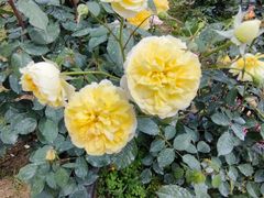 -鹅湖玫瑰文化园