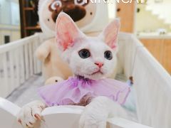 -十年猫舍·猫咪专门店(普陀店)