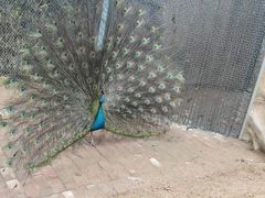 -泉州海丝野生动物世界