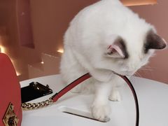 -猫儿山۰猫主题餐厅