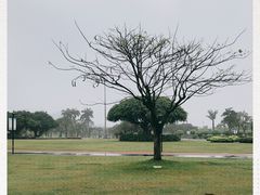 -万绿园