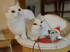 -猫咖时代(中山亭店)