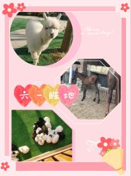 -萌宠亲子动物乐园(槐房万达店)