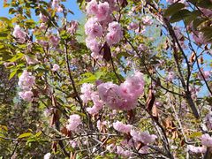 -长白岛森林公园