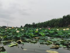 -焦岗湖旅游度假区