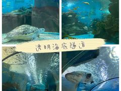 -合肥海洋世界