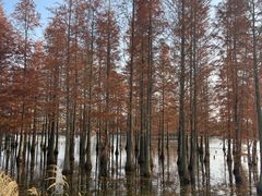 -白鹭湾湿地公园