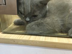 -屋虎猫馆(宝安大仟里店)