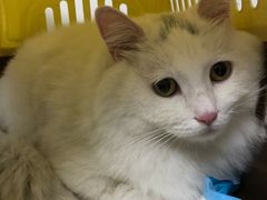 -关爱宠物医院·猫科中心·消化科(滨湖万达分院)