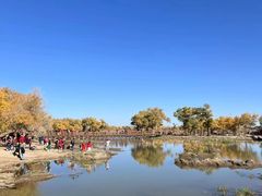 -金塔沙漠胡杨林景区