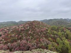 -贵州百里杜鹃风景名胜区