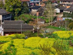 -桑洲油菜花景区