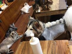 -李小姐の猫咖啡馆(五角场店)