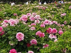 -洛阳市隋唐城遗址植物园