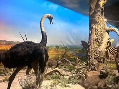 -国家自然博物馆