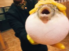 -天正河鲀·河豚亭(大连店)