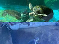 -海合安成都极地海洋公园