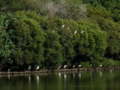 -大湾区中央湿地公园
