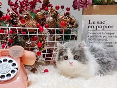 -momokira米努特·德文卷毛猫·棉花面纱犬