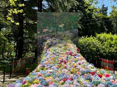 -上海共青森林公园