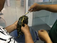 -瑞派福兴宠物医院犬猫全科·骨科·中西医结合(河东店)