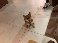 -柴务处·柴犬主题狗咖