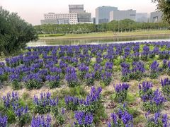 -春花秋色城市公园