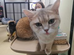 -逗柴咖啡屋·狗咖猫咖宠物桌游