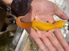 -酷以爬仙阁实体爬宠店·守宫·蜥蜴·专业繁育