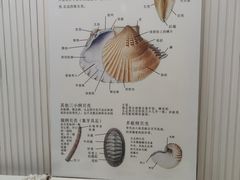 -青岛贝壳博物馆