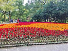 -上海共青森林公园