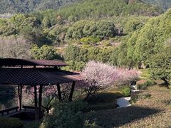 -逸廊大堂吧-下午茶·简餐-千岛湖自由洲际殿