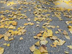 -西湖风景区十里琅珰-五云山