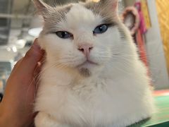 -喵喵咪呀布偶猫咖(春熙路店)