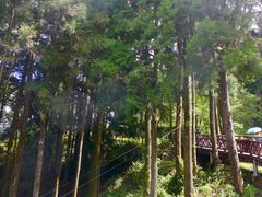 -阿里山神木遗迹