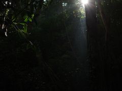 -西双版纳原始森林公园