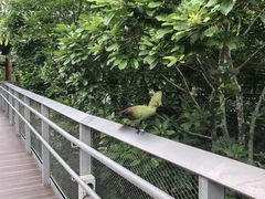 -新加坡飞禽公园