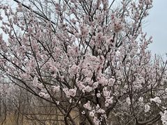 -北京十三陵国家森林公园蟒山景区